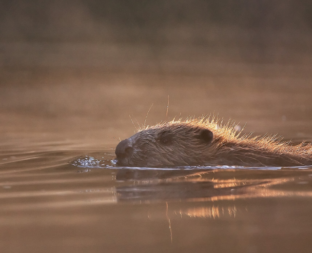 A mostly submerged beaver.
