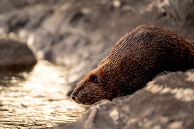a beaver slipping into a river from the bank