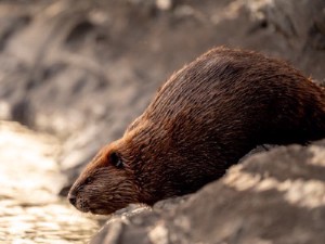 a beaver slipping into a river from the bank