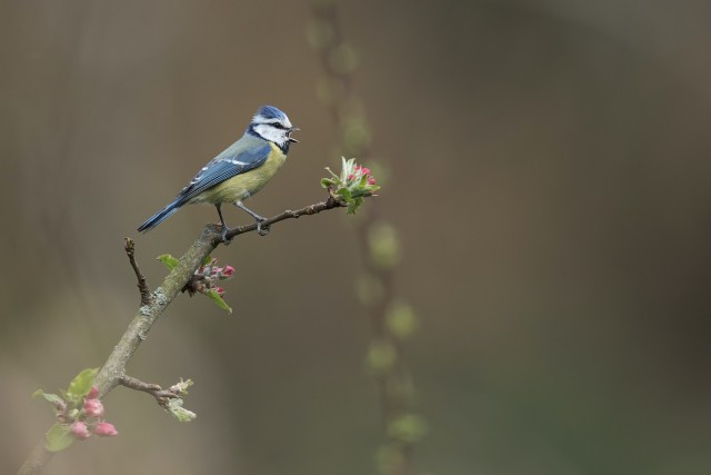 A Blue Tit on a branch